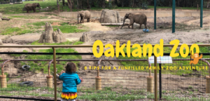 A child looks at a pen of elephants at the Oakland Zoo.