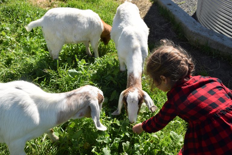 Kids Feeding Goats Bodega Bay