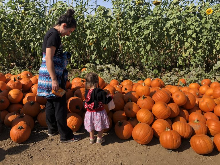 child and adult choosing a pumpkin from a row