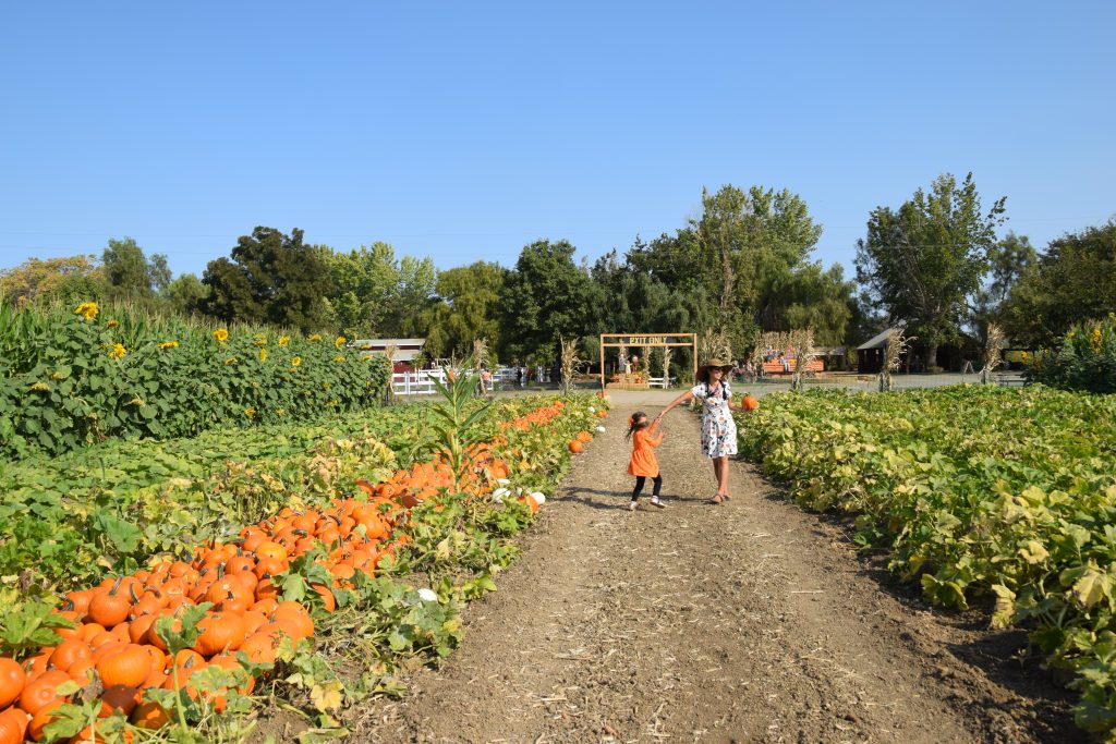 child and adult dancing in a row of pumpkins