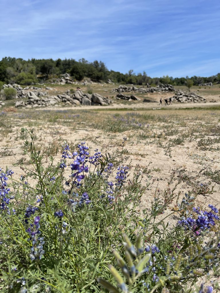 A small field of lupines can be seen in the foreground of a sea scape of yellow hills and rocky crags at Beek's Bight in Folsom State Recreation Area