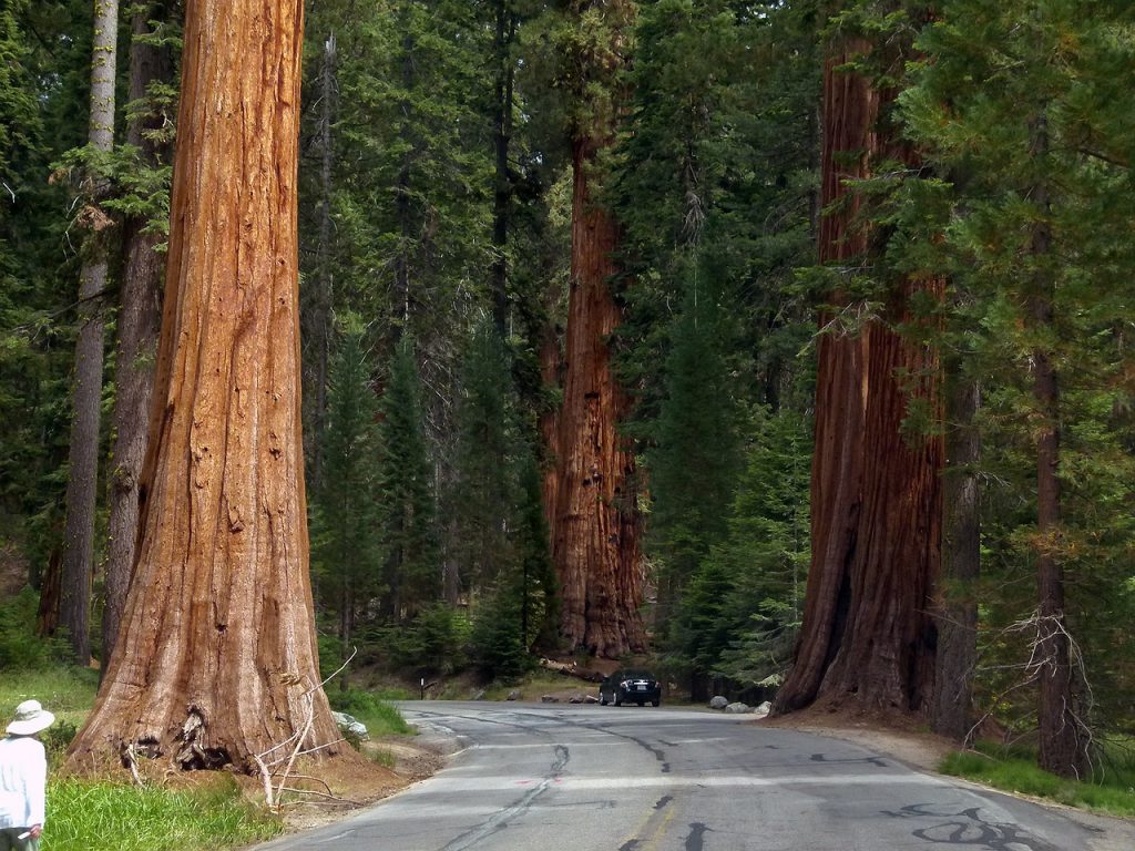 sequoia trees, sequoia, national-53183.jpg