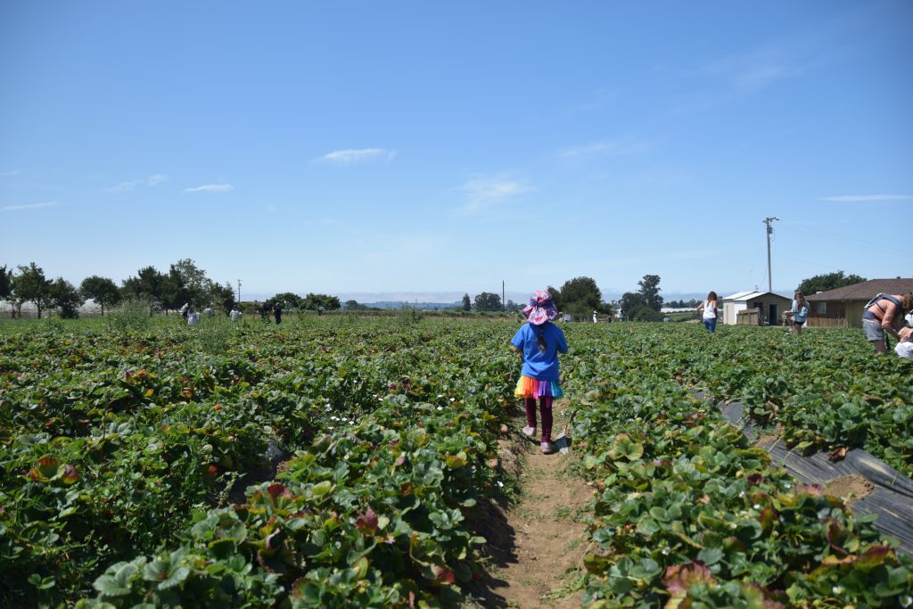 A child walking through a u-pick strawberry patch at Gizditch Ranch