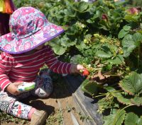 Child picking a strawberry at Gizditch Pie Farm in Watsonville CA