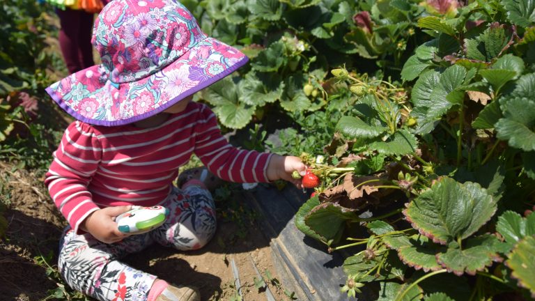 Best U-Pick Farms in Brentwood for Kids – One Hour Away from the East Bay