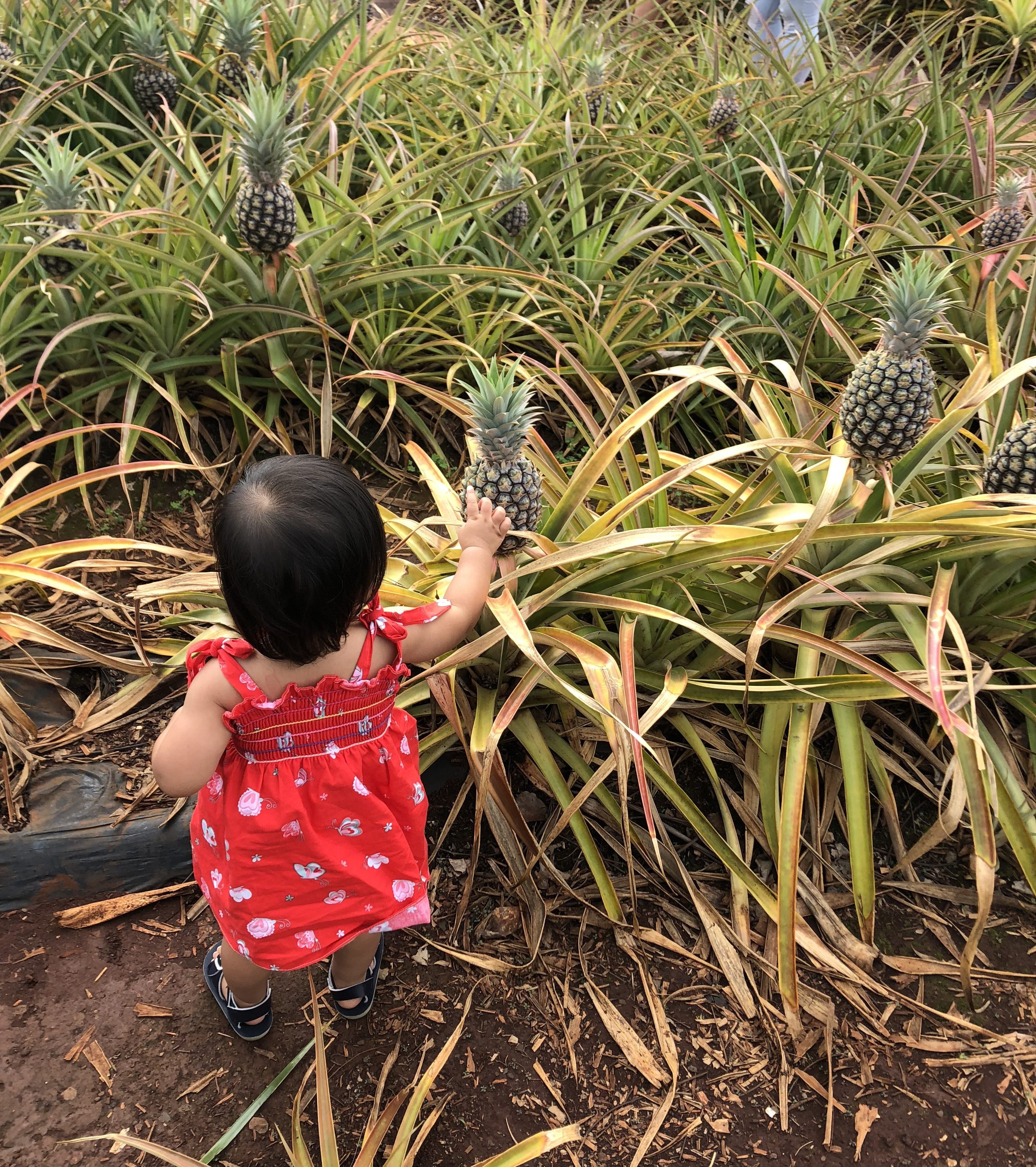 A child reaches out to a growing pineapple.