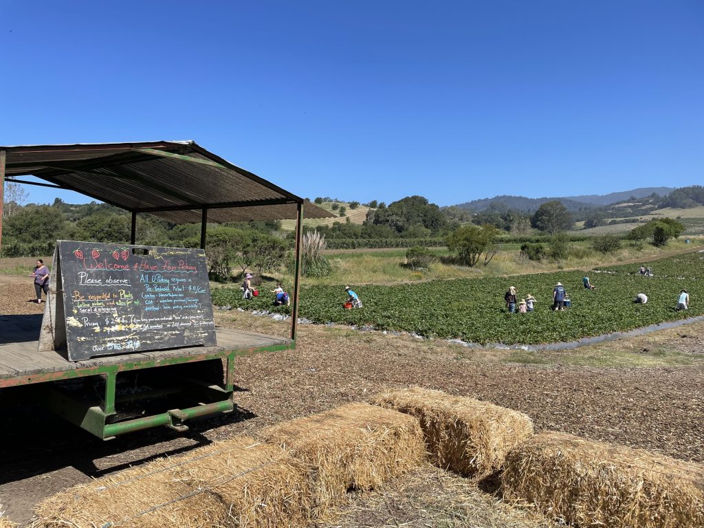 A sign with produce prices next to the strawberry patch at Live Earth Farms in Watsonville, California