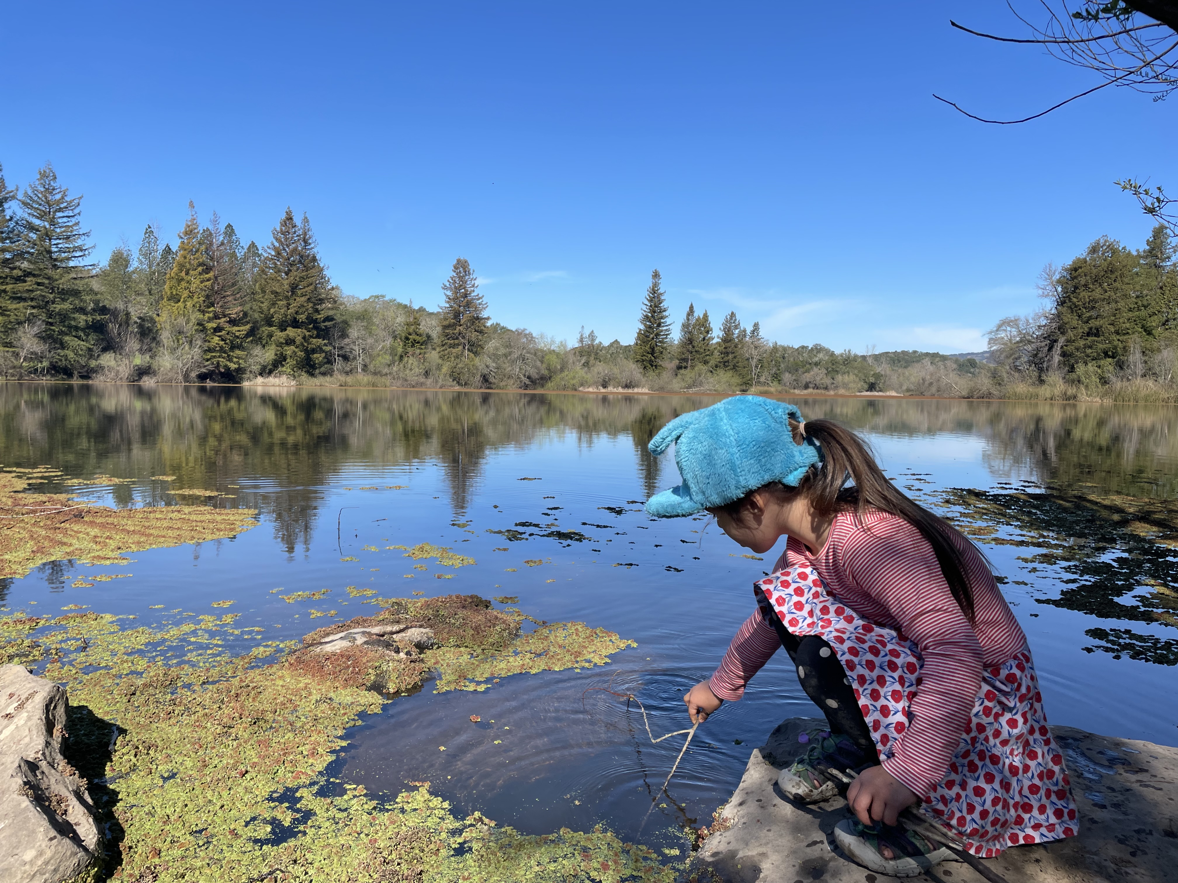 A child poking moss in Spring Lake with a stick in Santa Rosa, California