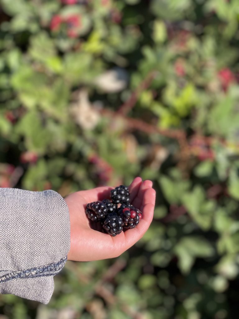 How to Hike for Blackberries in the Corteva Wetlands with your Kids