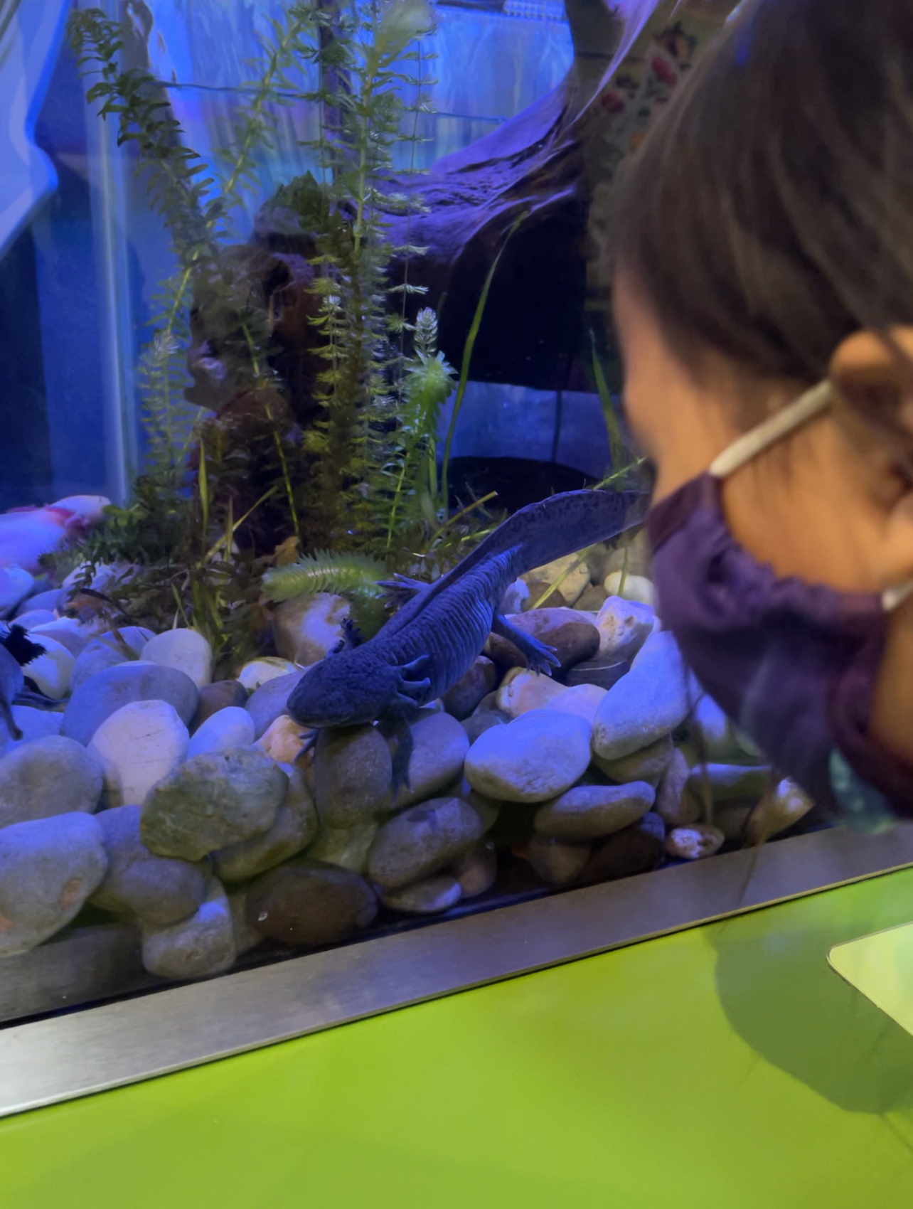 A child peeks into a fish tank to look at a dark grey axolotl.