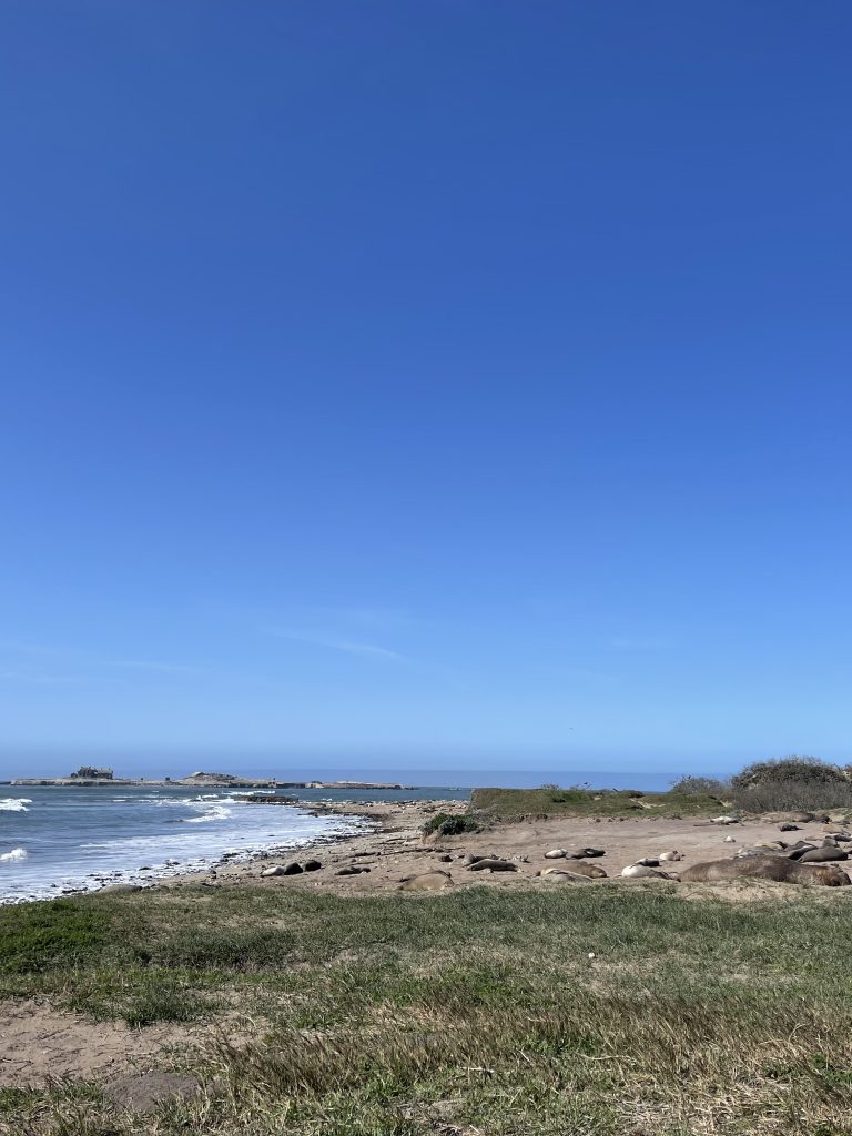 How to Visit the Elephant Seals of Año Nuevo with Your Kids