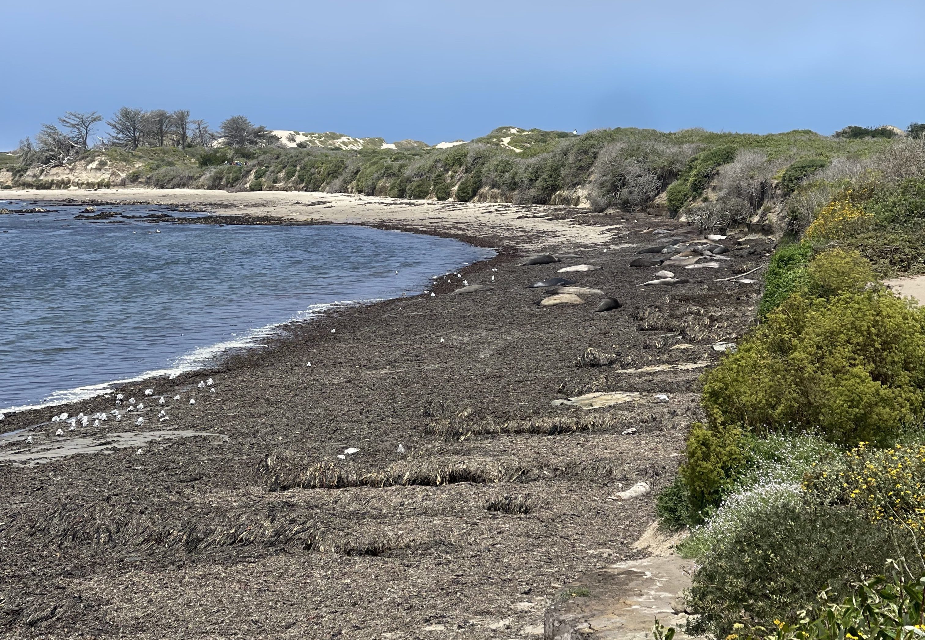 The view of the elephant seals from Bight Beach viewing area.