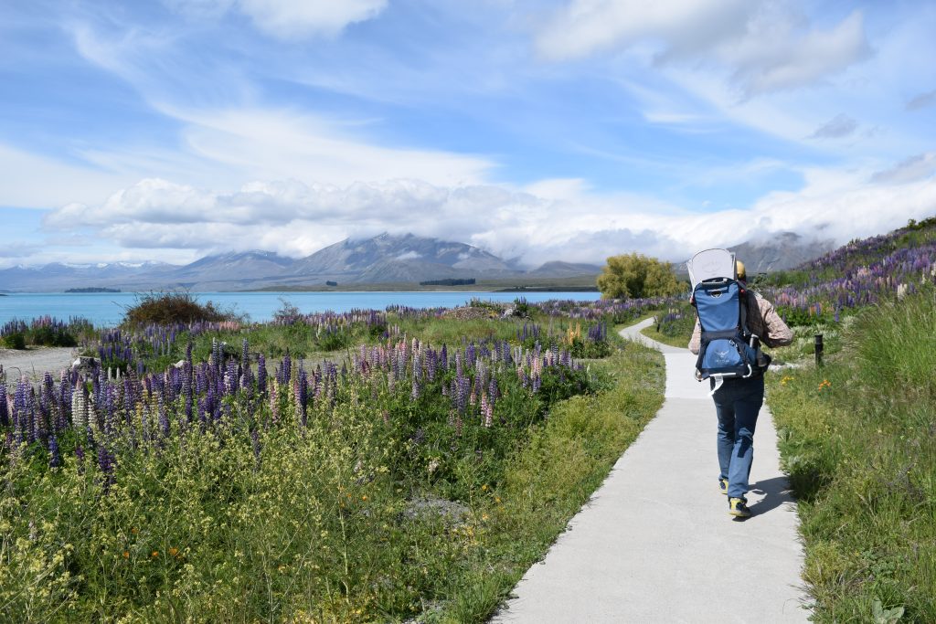 An adult carrying an Osprey Pico backpack with a child inside hiking along a trail lined with lupins at Lake Tekapo New Zealand