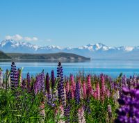 new zealand, tekapo, lake-4618485.jpg