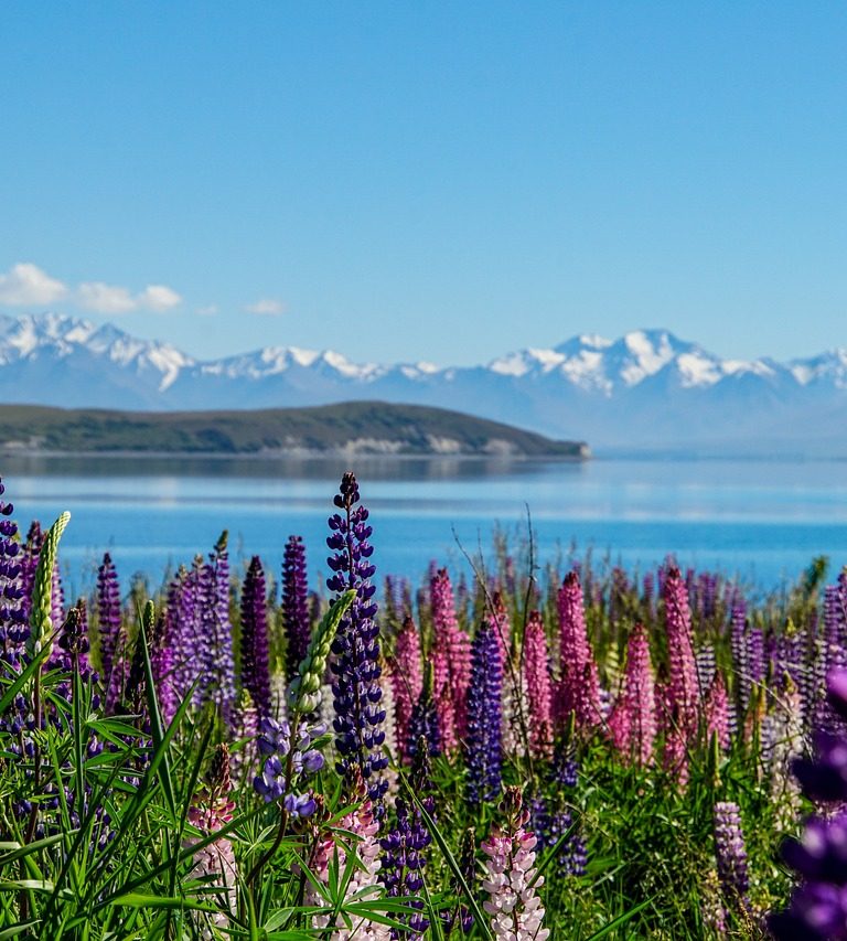 Family Bliss by Lake Tekapo: Kid-Friendly Travel Tips for New Zealand’s Scenic Gem