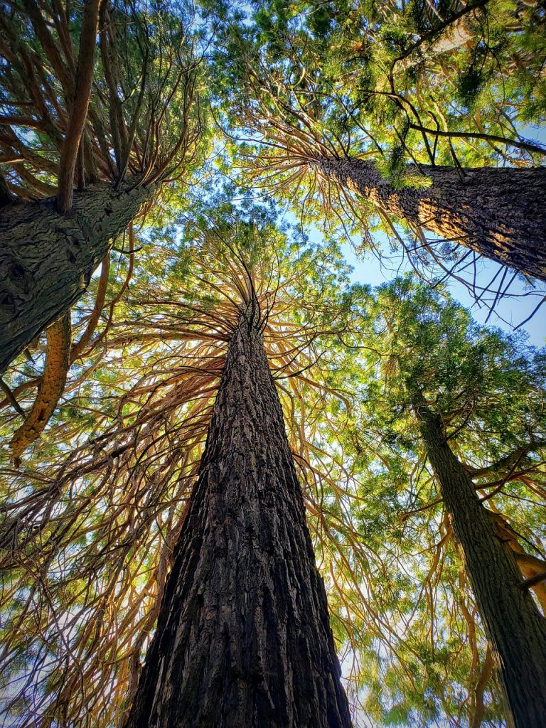 california, redwoods, nature-4351882.jpg