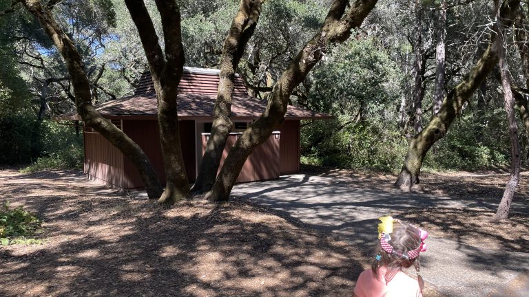 Camping Among Giants: A Family Adventure at Henry Cowell Redwoods State Park with Kids