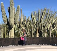 Child walking in front of saguaro cactus at the Desert Botanical Garden in Arizona