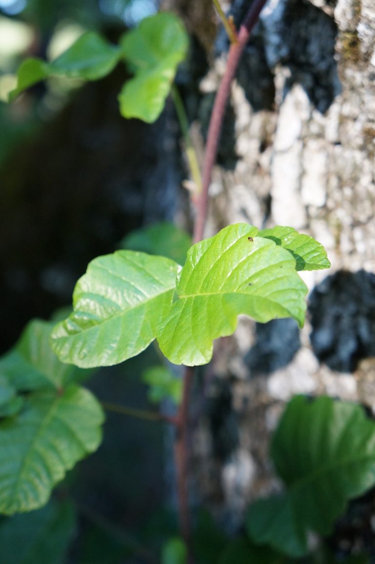 poison oak, leaves, tree-181556.jpg