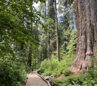 Flat, boardwalk hiking trail in the redwoods of Calaveras Big Trees State Park in Arnold, CA
