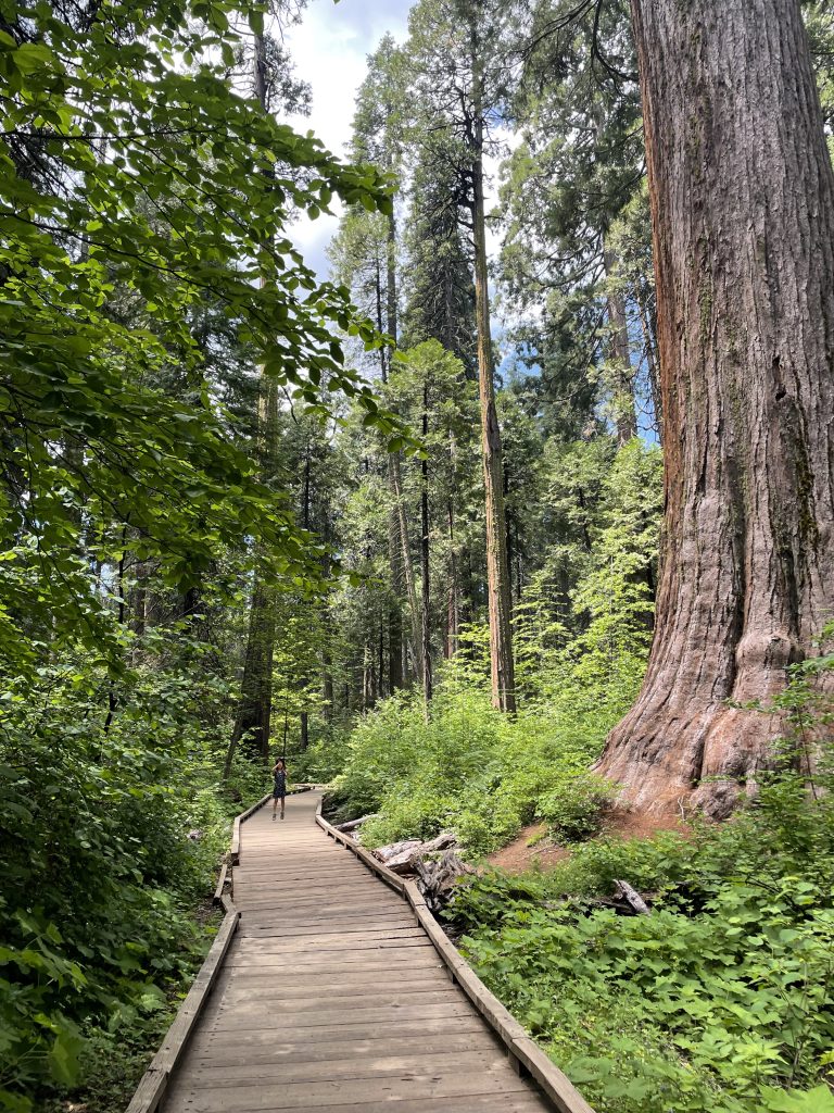 California’s Natural Wonders: Exploring Calaveras Big Trees State Park in Arnold with Kids