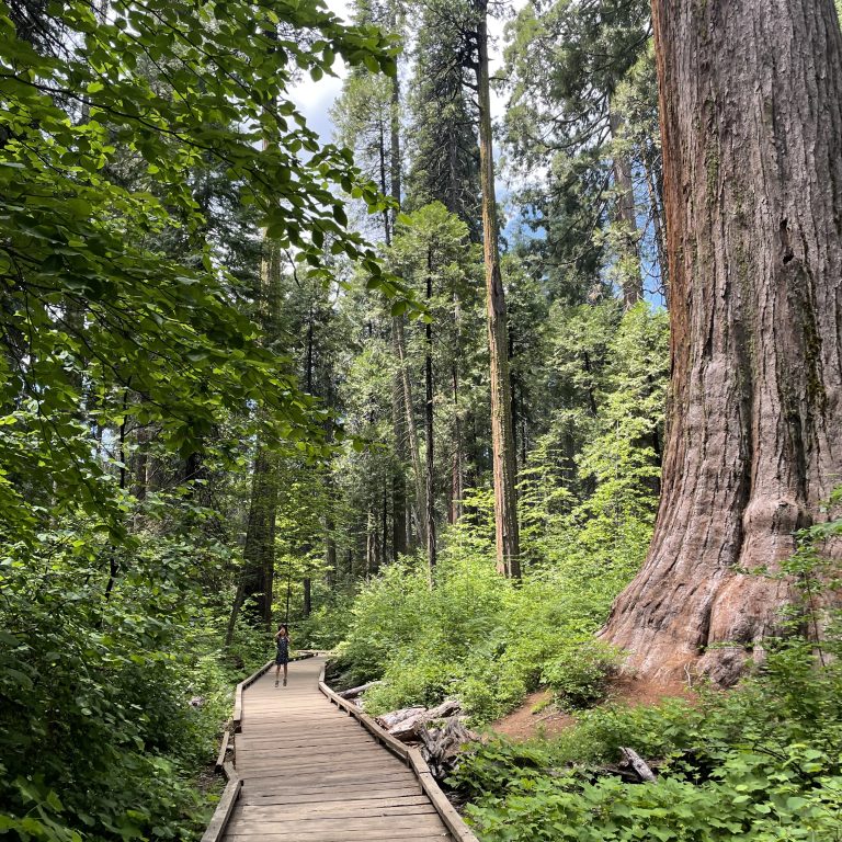 California’s Natural Wonders: Exploring Calaveras Big Trees State Park in Arnold with Kids