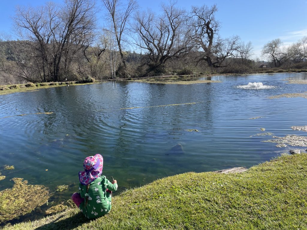 child looking at a trout pond at indian rock vineyards in Murphys California