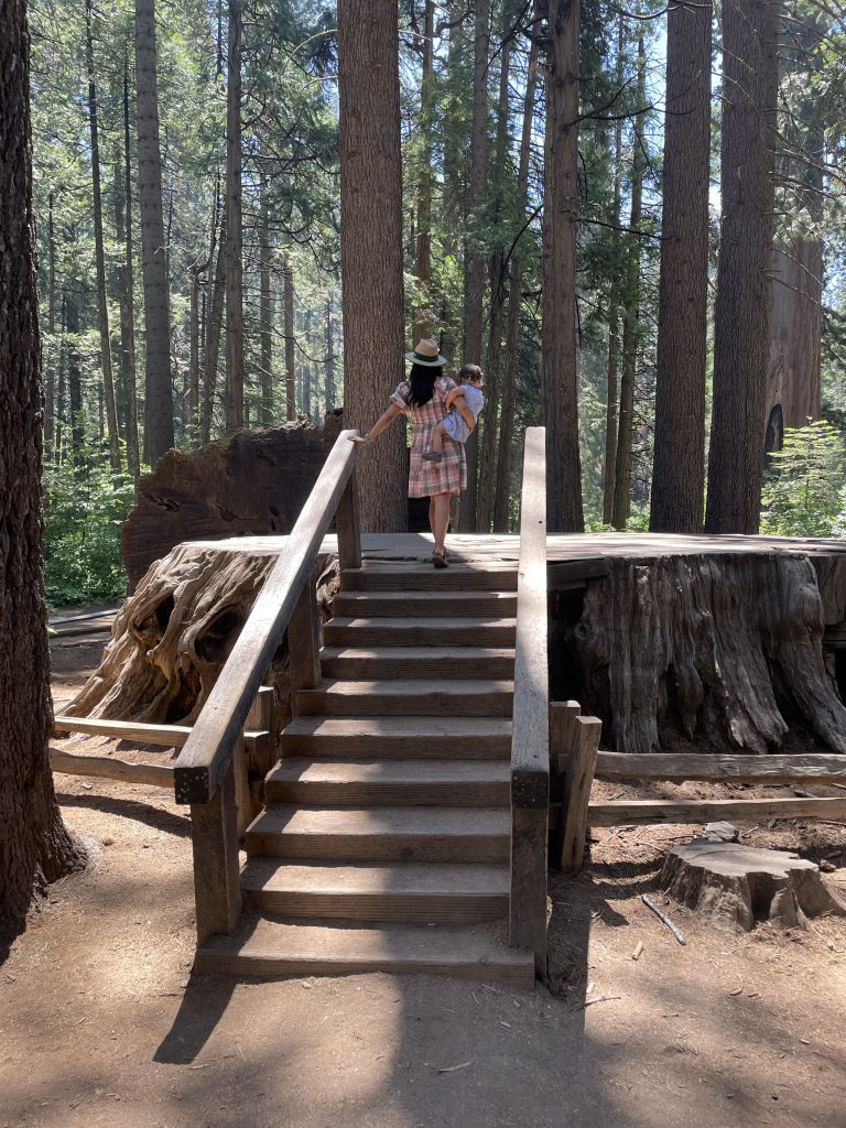 Parent holding a child climbing onto a stump of the Discovery Tree in Calaveras Big Trees State Park