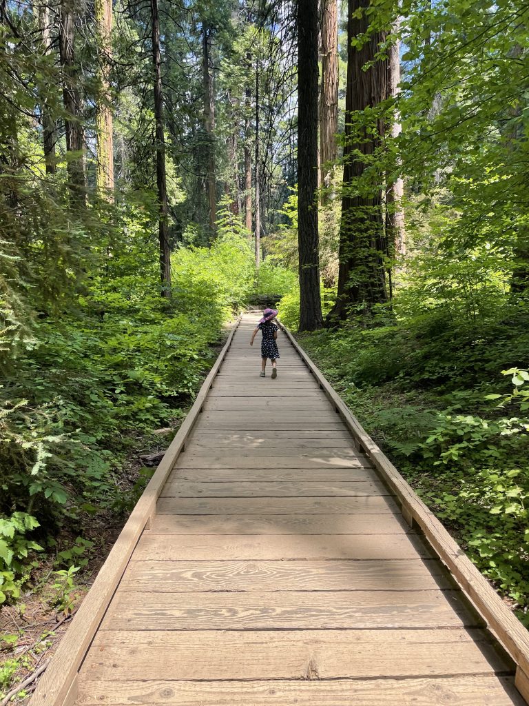 A child hiking on the North Grove Trail at Calaveras Big Trees State Park