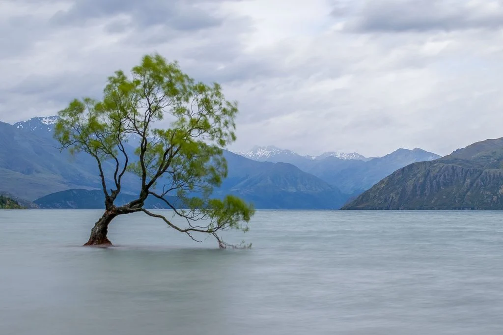 tree-wanaka-alone-4213849-1024x682 (1)
