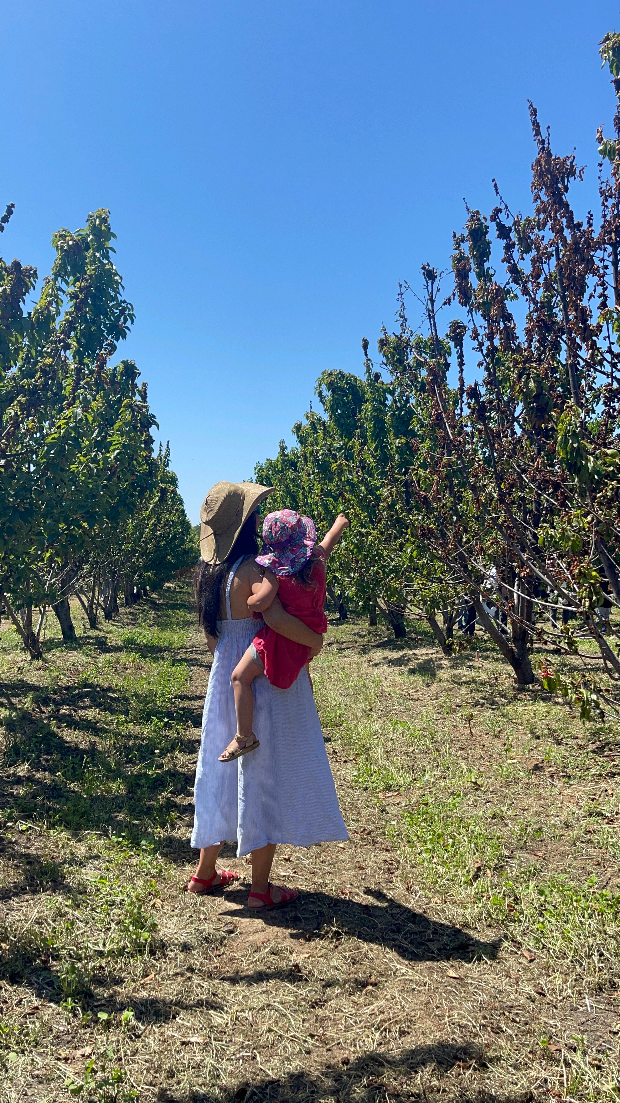 An adult and her child pointing at cherry trees at Dwelley Farms in Brentwood