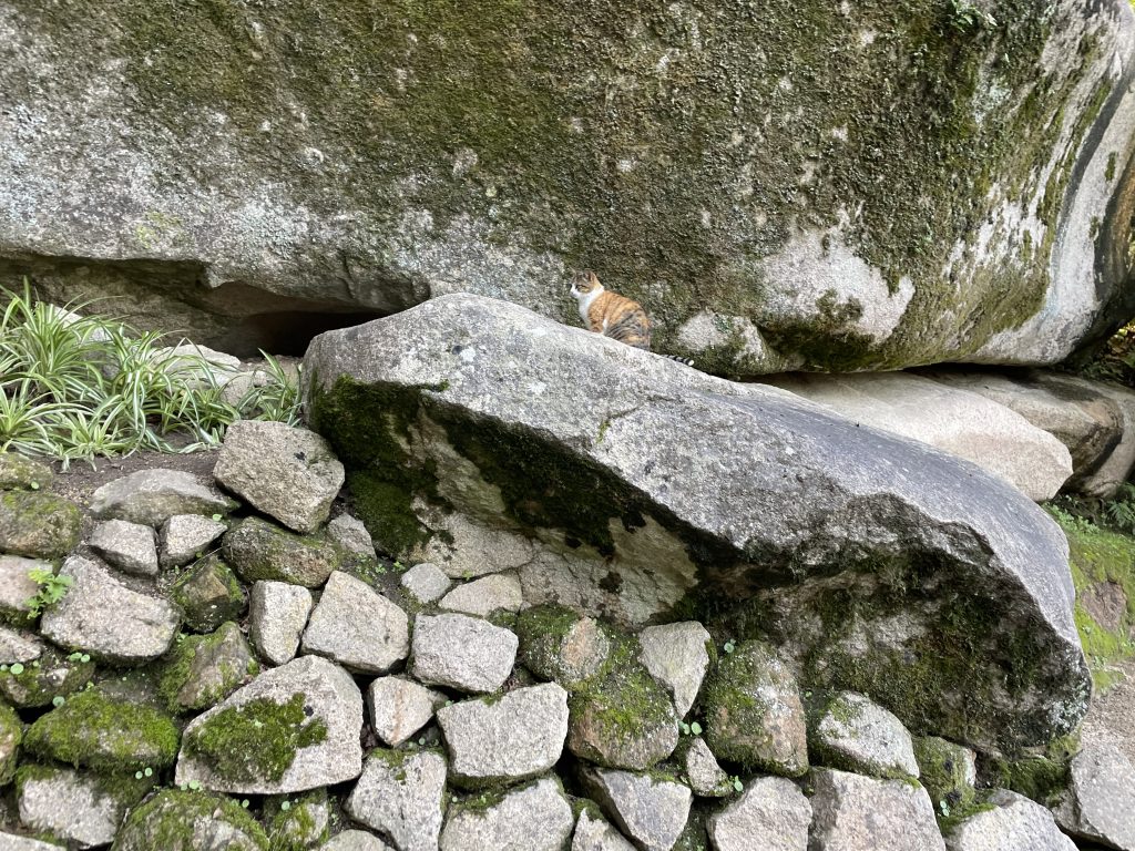 orange cat in a stone outcropping at Moorish Castle in Sintra Portugal