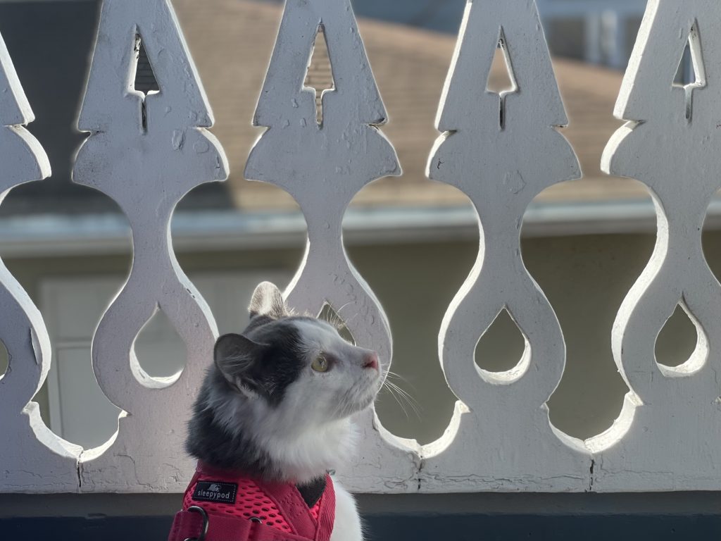 cat in a pink harness near a white fence