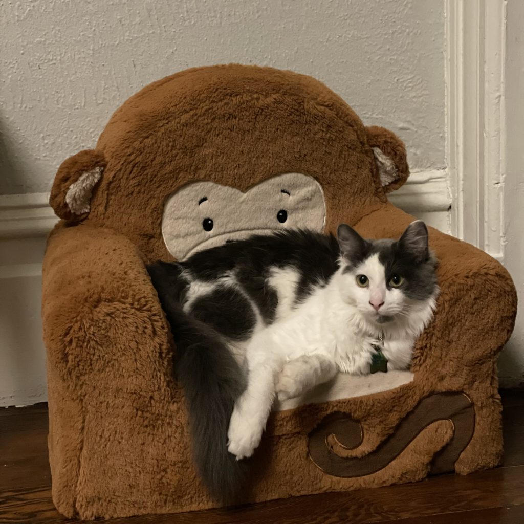cat in a monkey chair