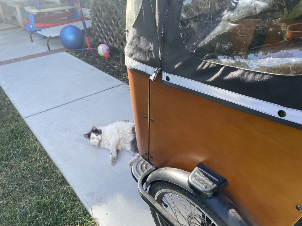 cat in front of a cargo bike
