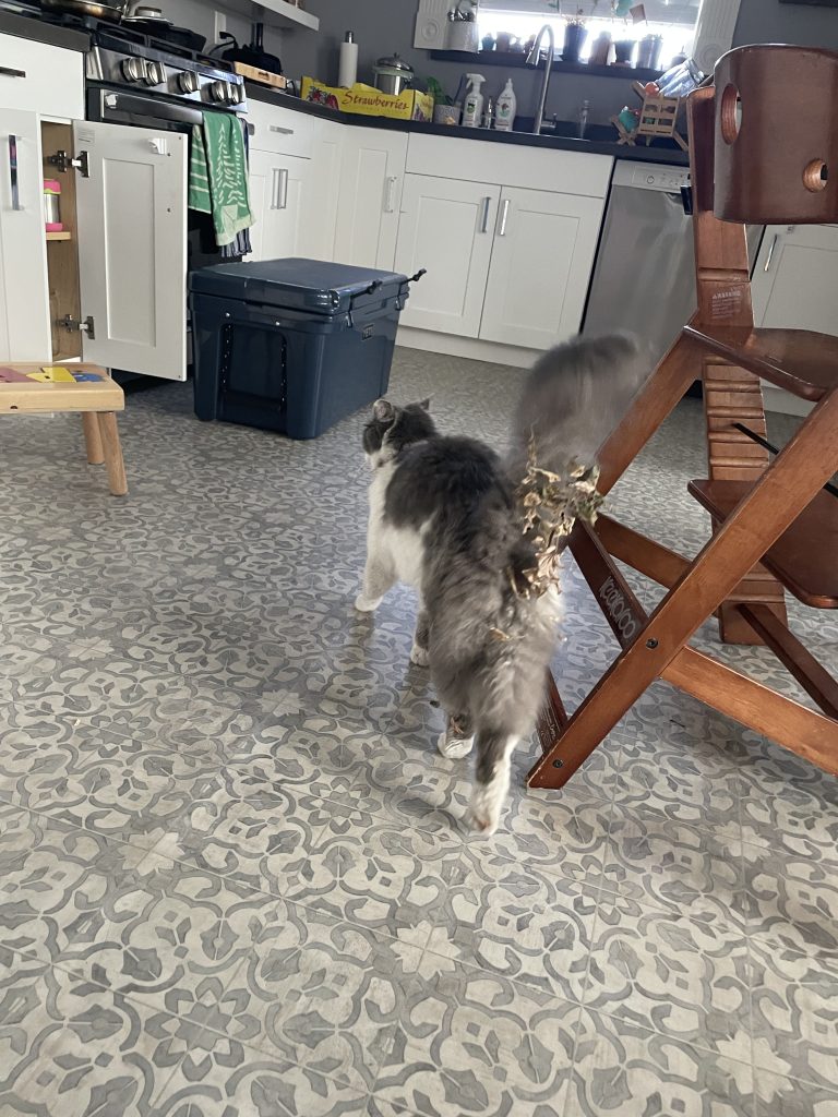 A dirty cat walking in a kitchen near a yeti cooler