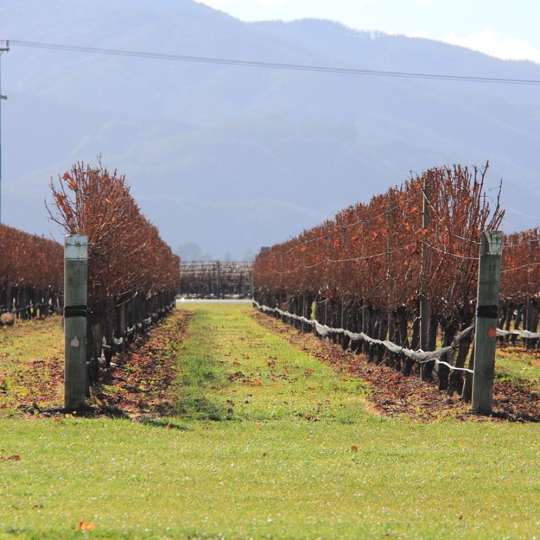 Sip and Play: Discovering Kid-Friendly Wineries in Blenheim, New Zealand