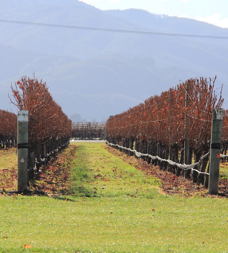 Sip and Play: Discovering Kid-Friendly Wineries in Blenheim, New Zealand