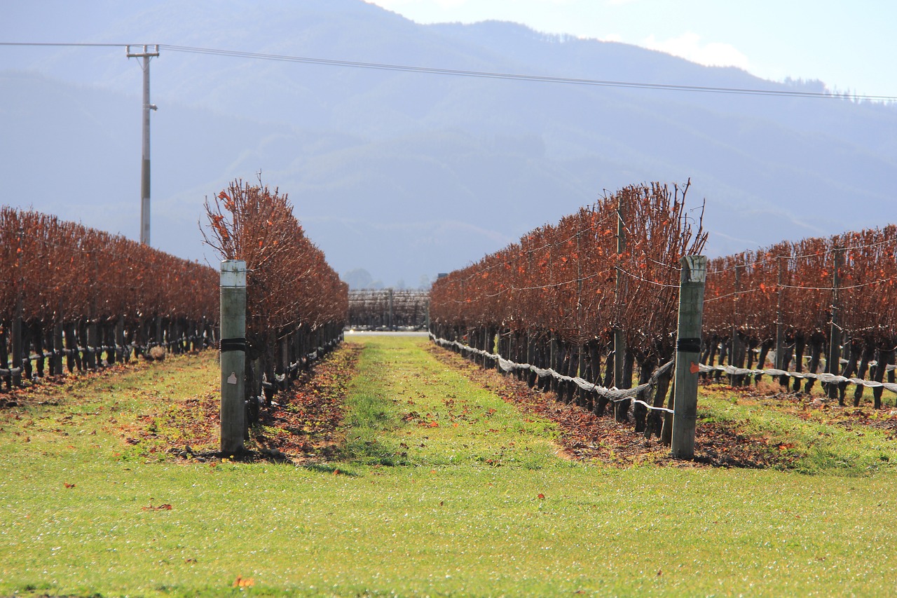 Vineyard blenheim on sale