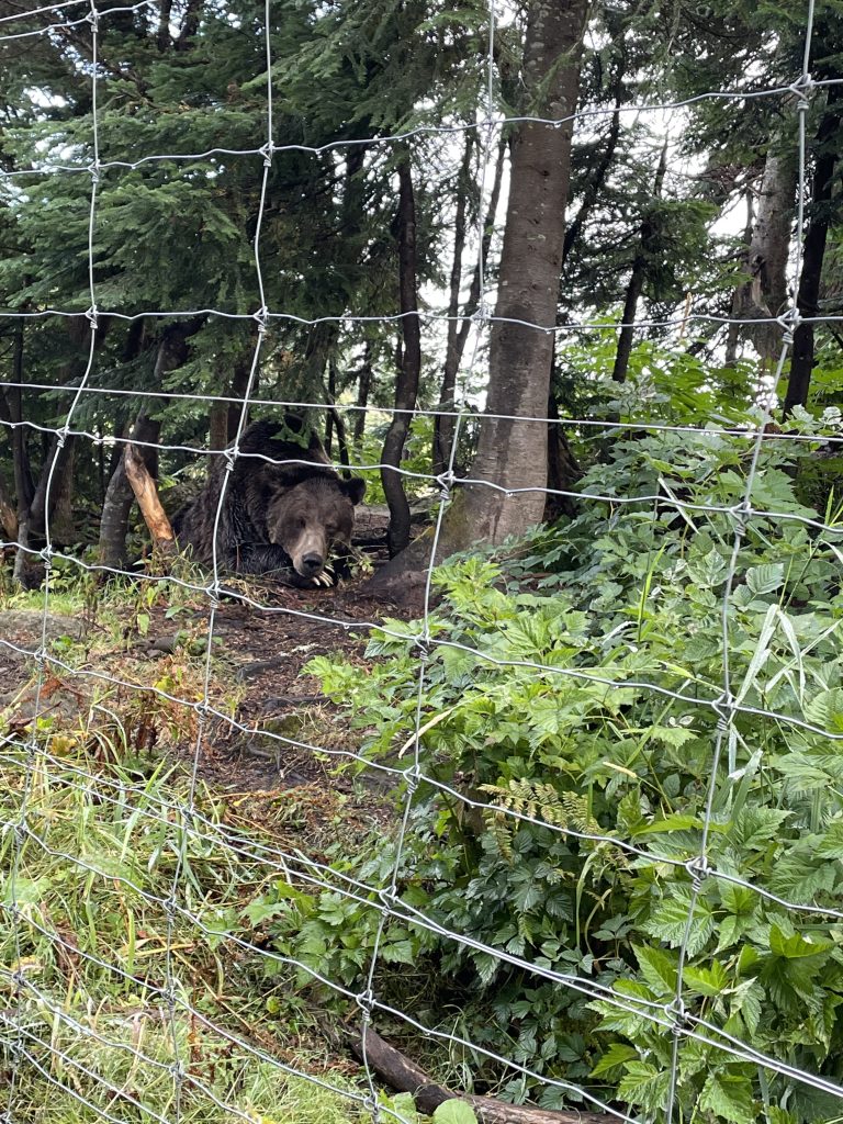 A bear peering through a fence at Grouse Mountain in Vancouver
