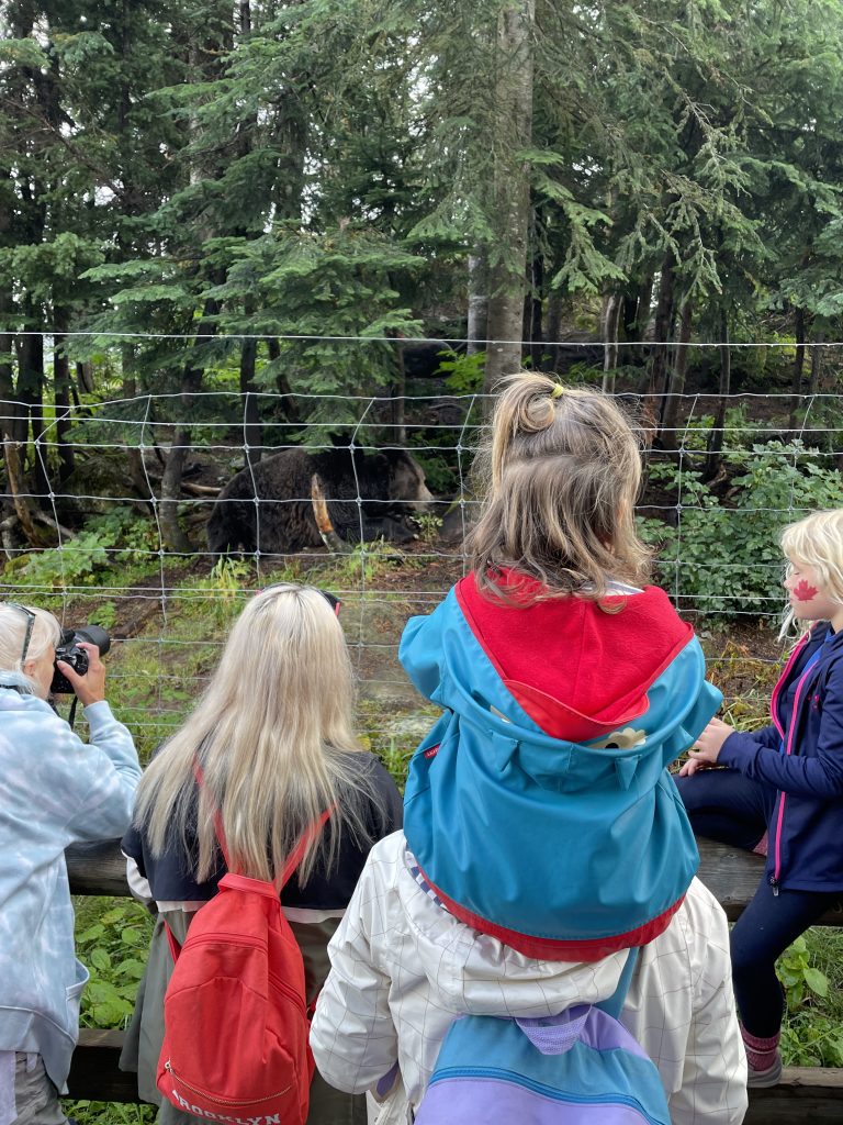 A child on an adult's shoulders looking at the grizzly bears through a wire fence at Grouse Mountain Vancouver BC
