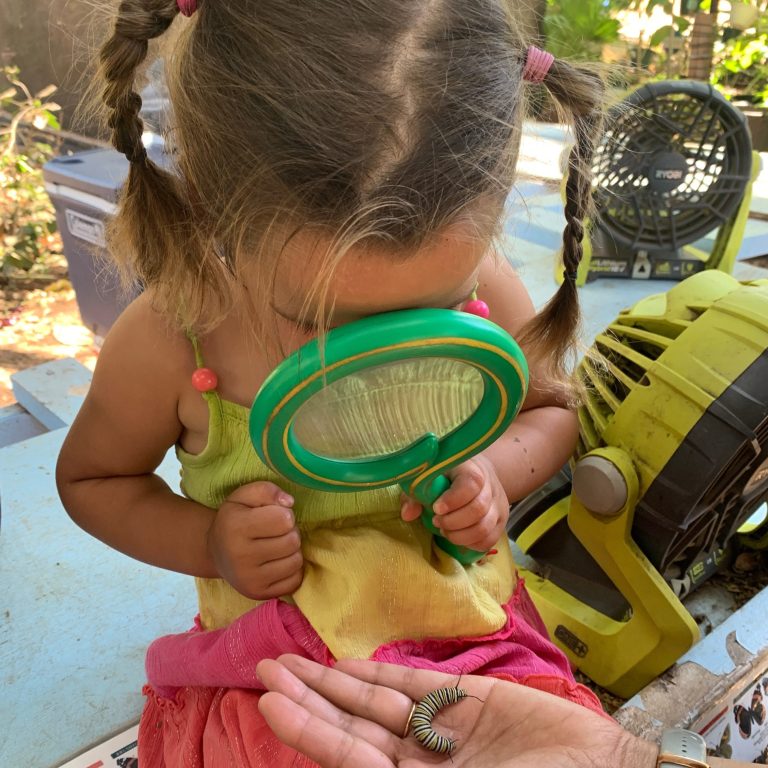 A child looking through a magnifying glass at a caterpillar at the Maui Butterfly Farm