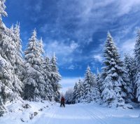 skiing, snow, trees-5878729.jpg