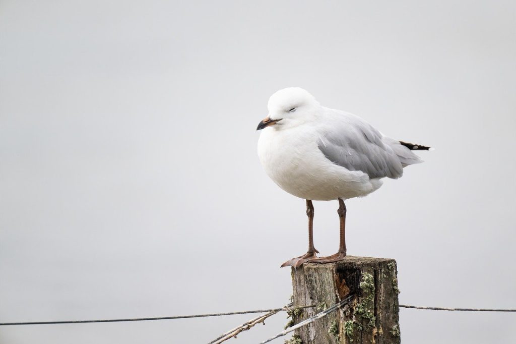 seagull, bird, silver gull-7911239.jpg