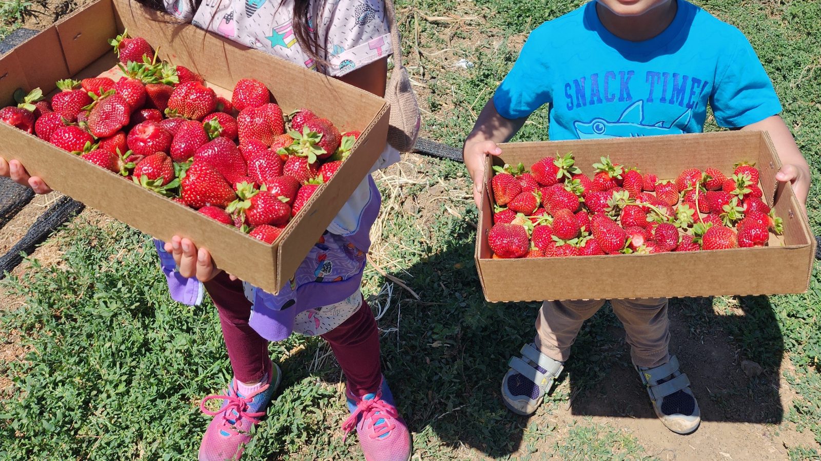 Best & BIPOC-owned U-Pick Farms in Brentwood for Kids – One Hour Away from the East Bay