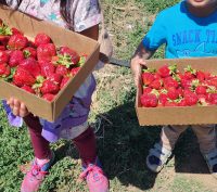 two children hold an open box of strawberries in each of their arms