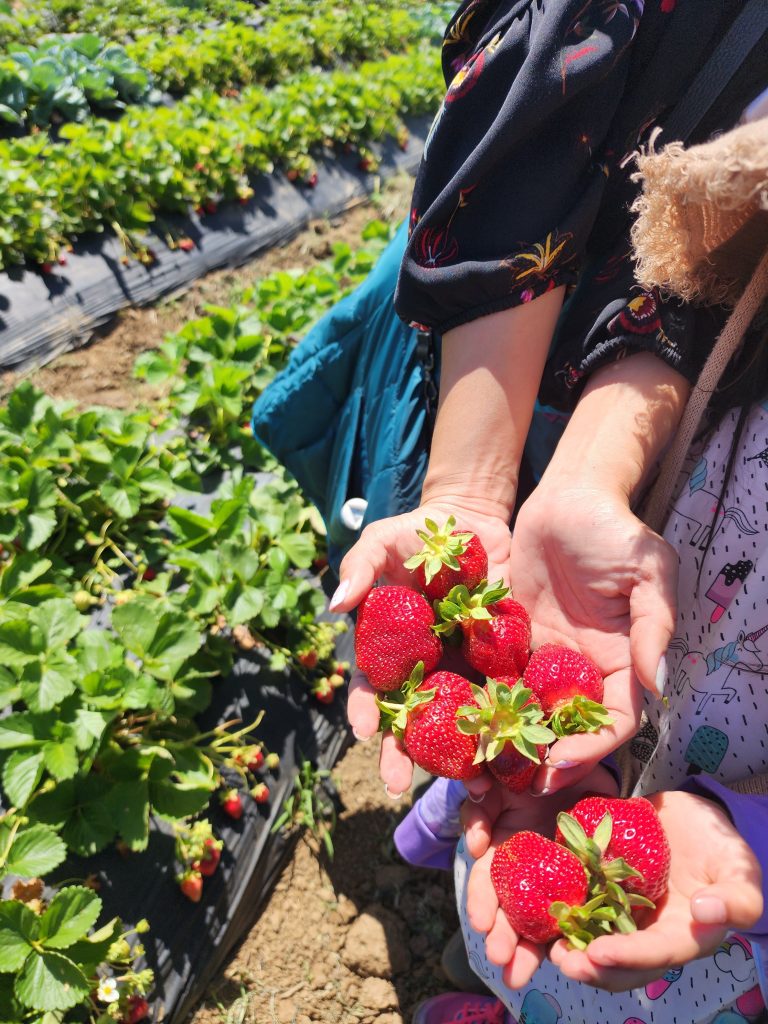 Two sets of hands willed with strawberries are outstretched with a strawberry field in the background.