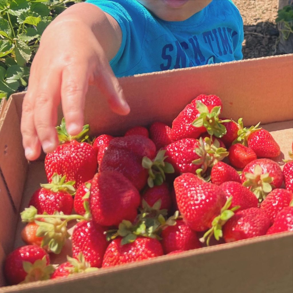 A child tosses strawberries into a shallow cardboard box.