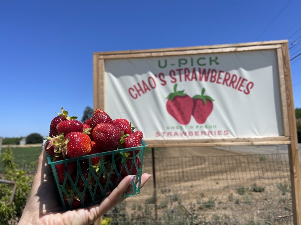 a handful of strawberries in a pint-sized green basket in front of a "u-pick chao's strawberries" sign