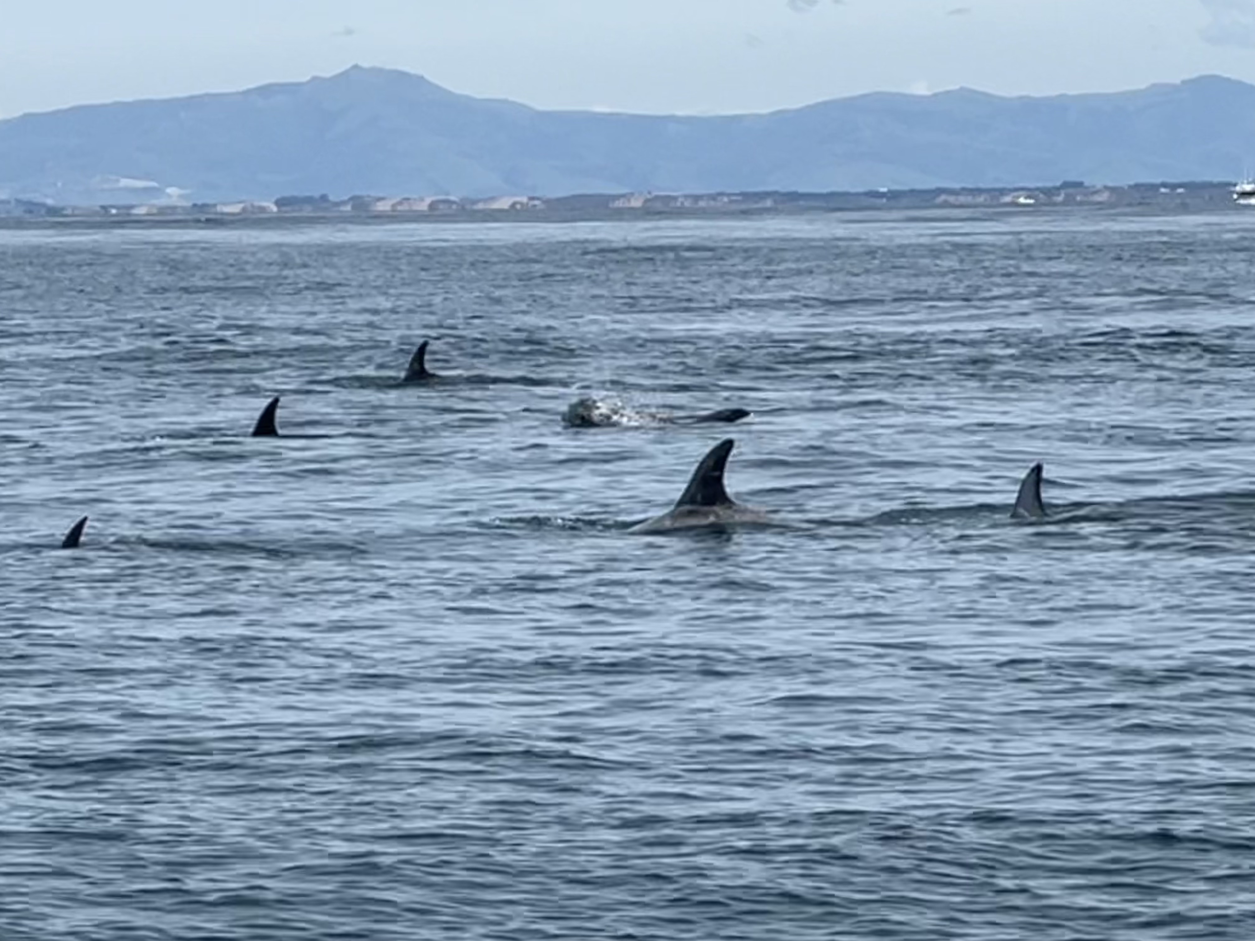 Five or so dolphin fins protrude above the surface of the monterey bay